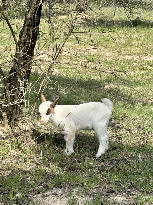 Cabrito Anao 05/03/2026