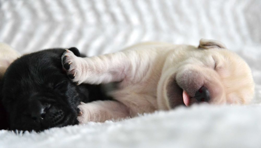 Cudowny szczeniak Labrador Retriever