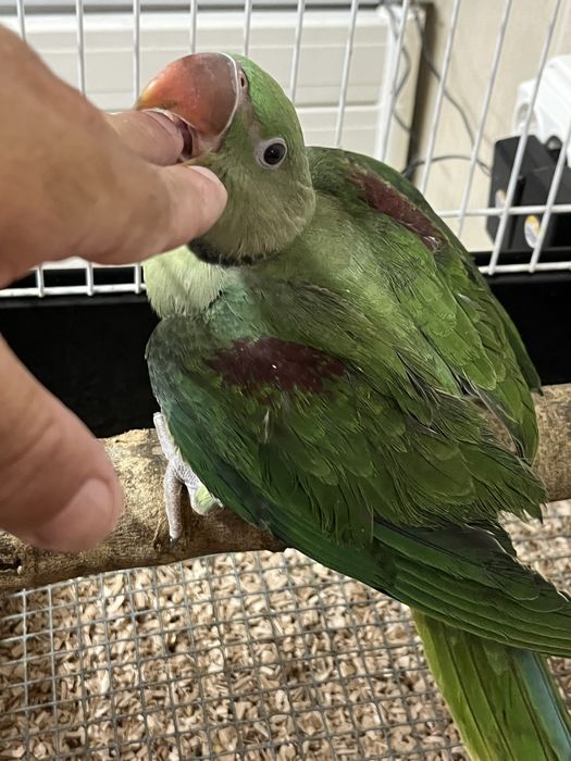 Alexandrinos 24/23/22