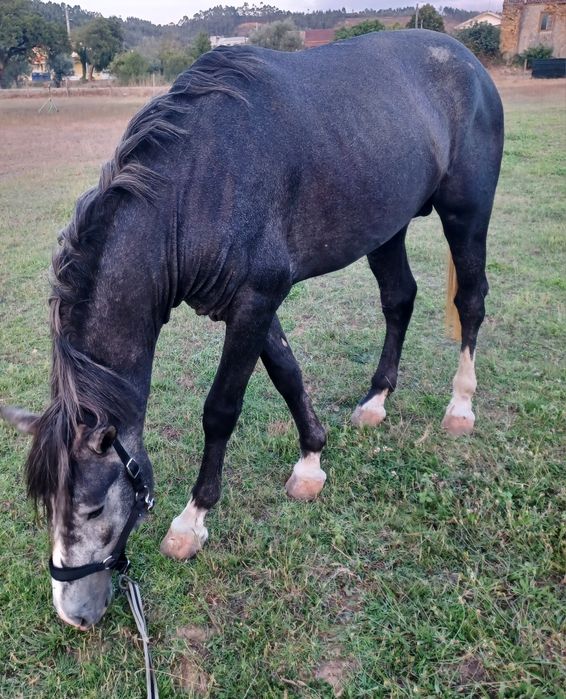 Beautiful stallion with potential, for sale (Coimbra)