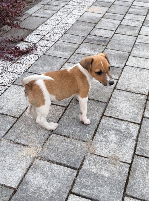 Jack Russell Terrier