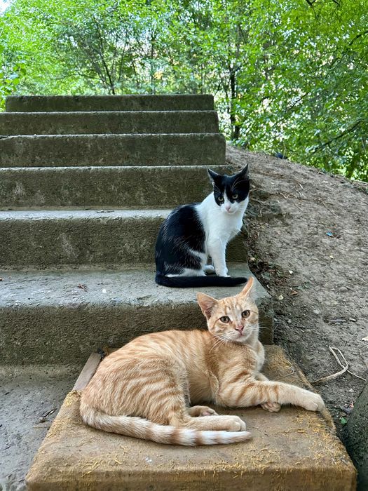 Котики в пошуках дому