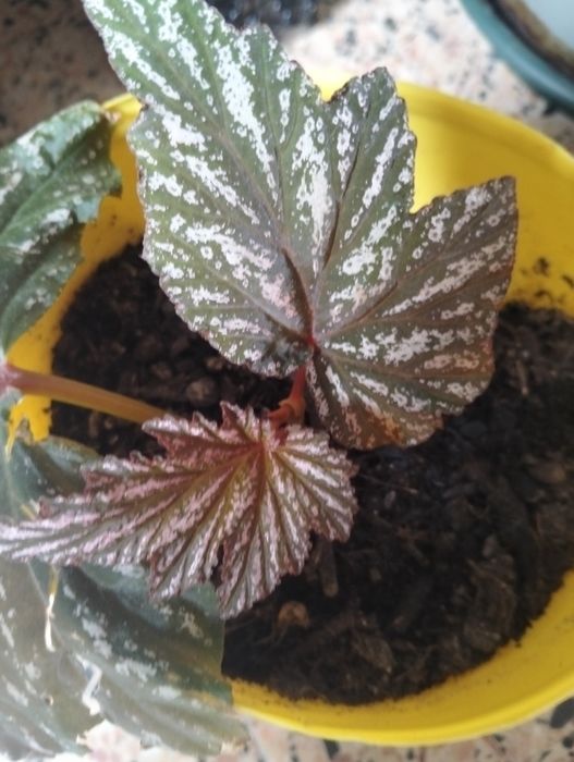 Planta Begónia..