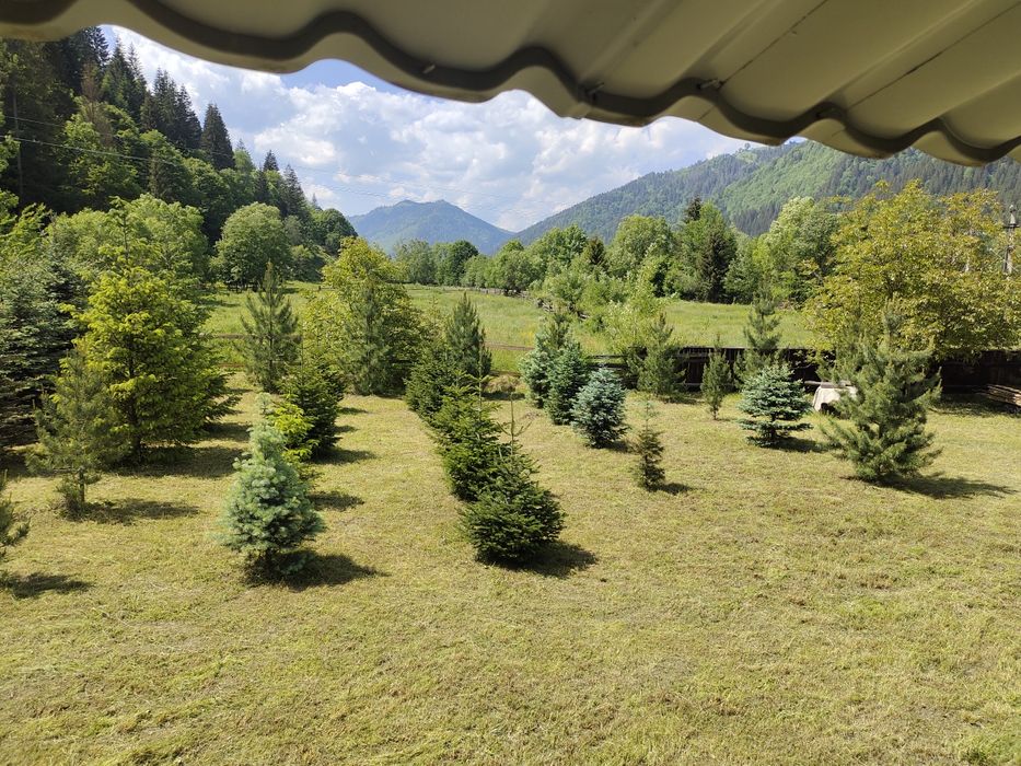 Продаємо голубі ялинки блакитна ялинка сосна саджанці кедри