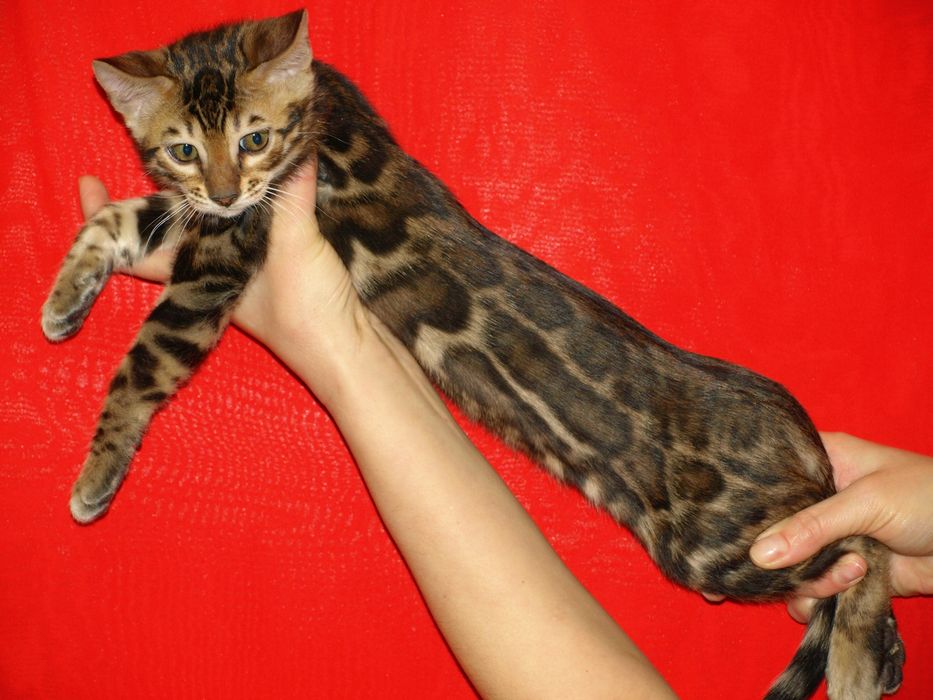 Бенгальські хлопчики