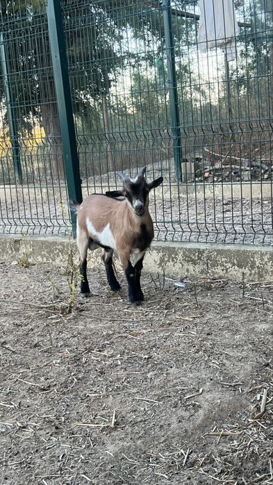 Cabrito anao macho