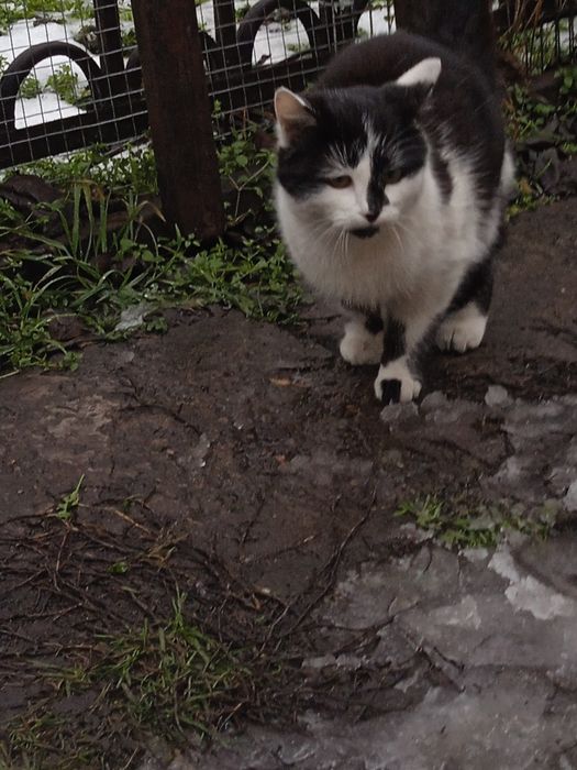 Отдам кошечку в хорошие руки