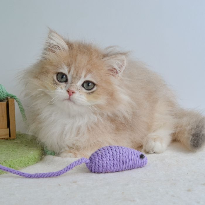 Київ. Котик в блаkитнoму зoлoті