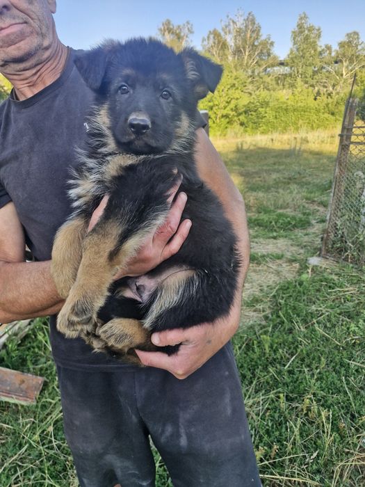 Продам щенки немецкой овчарки цуцики німецька вівчарка