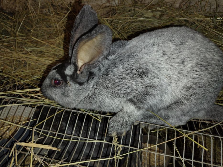 Кролики кролі,самець Полтавське срібло