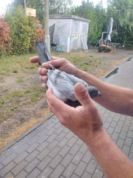 Oddam gołębie Rynkarty z dowodem