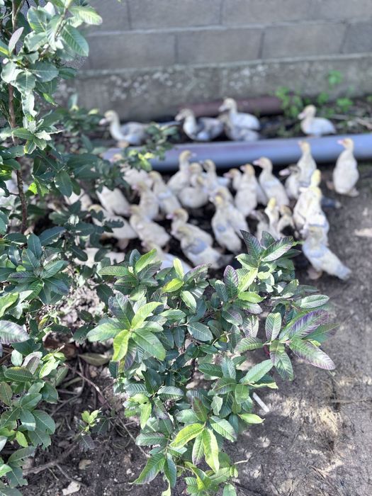 Patos para  despachar