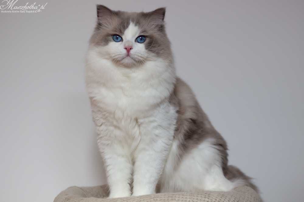 Ragdoll, przepiękny, duży, pohodowlany kocur z rodowodem FPL/FIFE