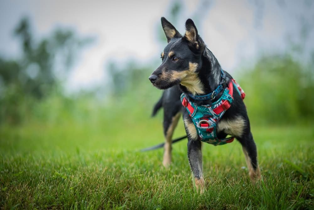 Zara – nieśmiała, wesoła sunia do pokochania! Adopcja