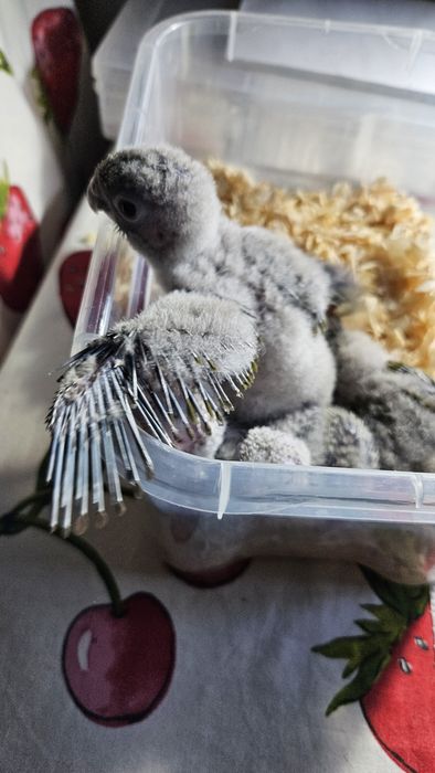 Pyrrhuras mollinae para acabar de criar a mão