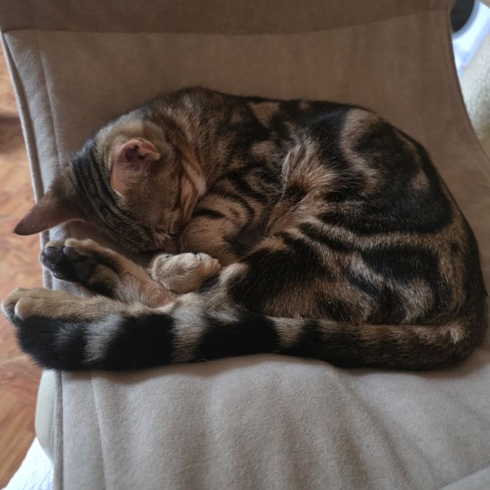 SAVABI - Nowa Rasa kocurek