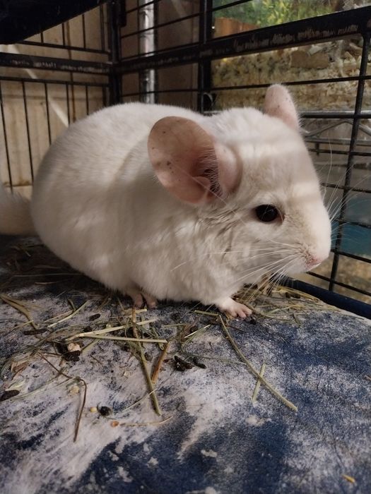 Szynszyla samczyk, chłopaki już dostępna