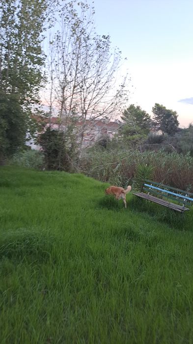Passear cães / Dog walker