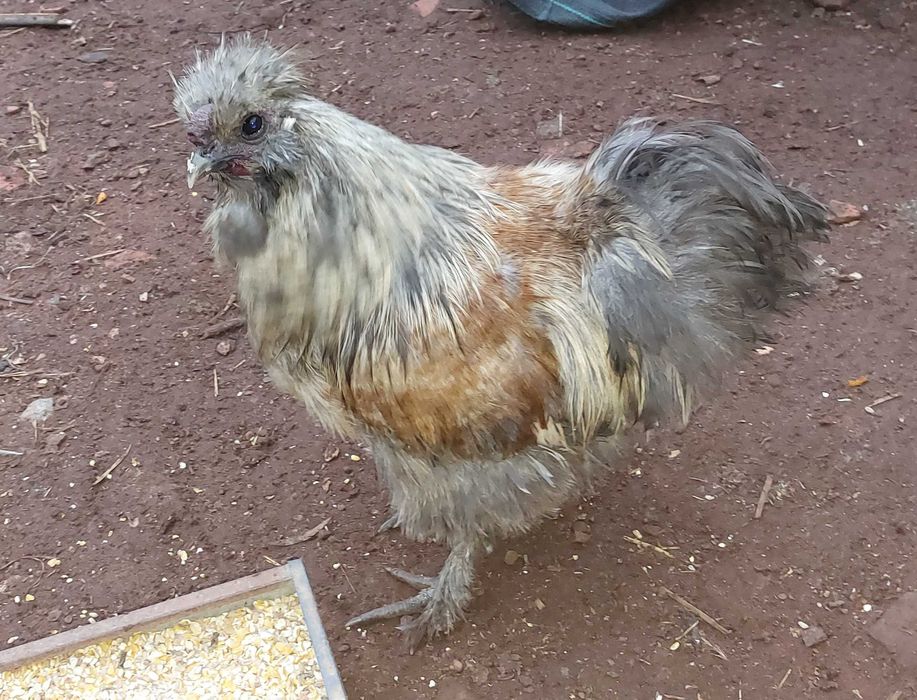 Galos e FrangOS e FrangAS do Campo