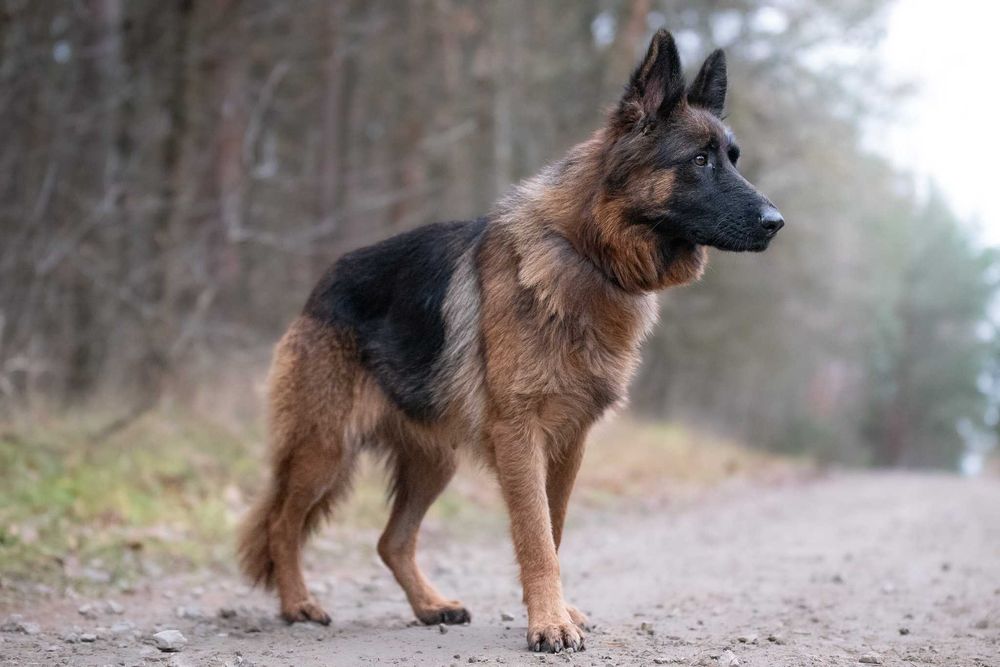 Campabella: owczarkowa piękność