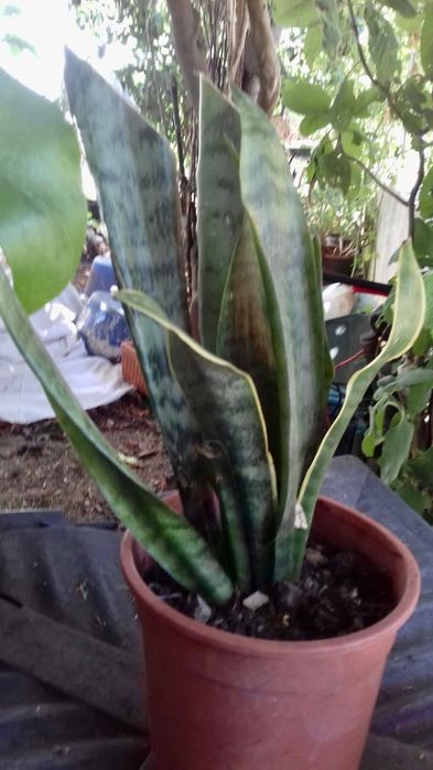 Espadas de São Jorge