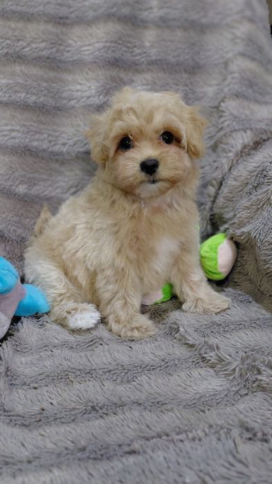 Мальтіпу ф1 малюки