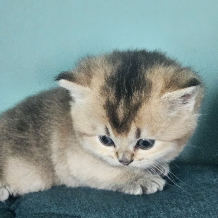Ляльковий британчик  золотої шиншили