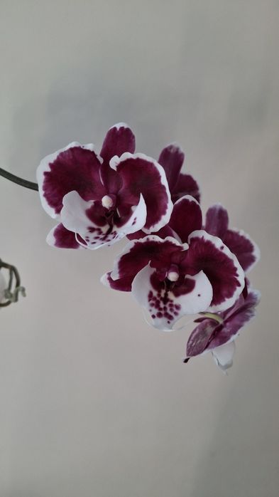 Орхідея фаленопсіс Santa Claus