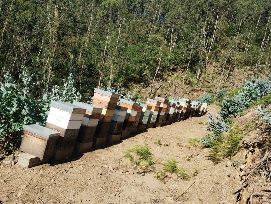 Enxames de Abelhas Prontos a Mudar