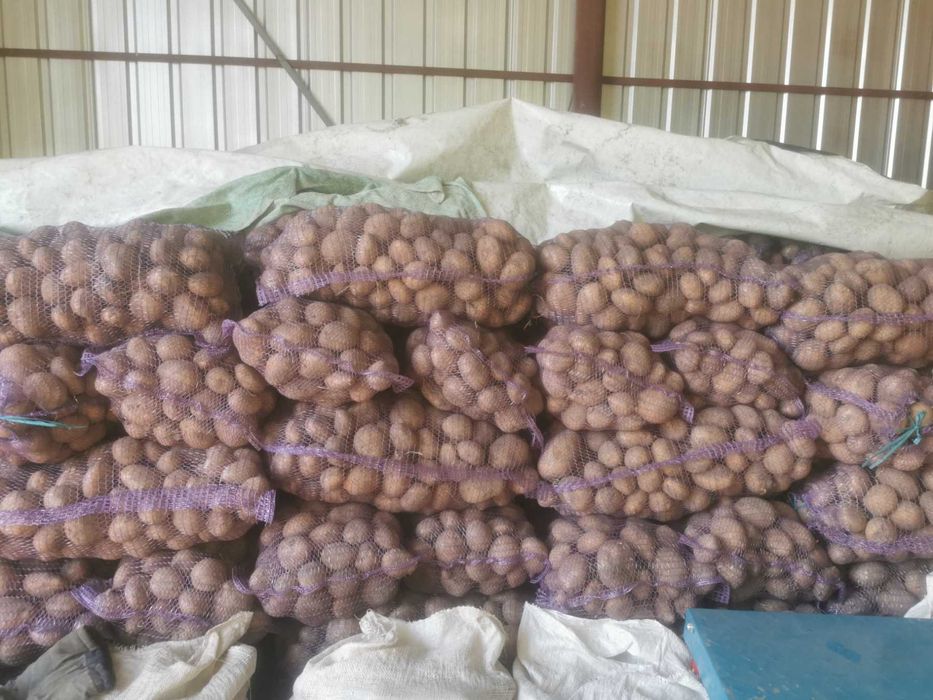 Продам картоплю коннект