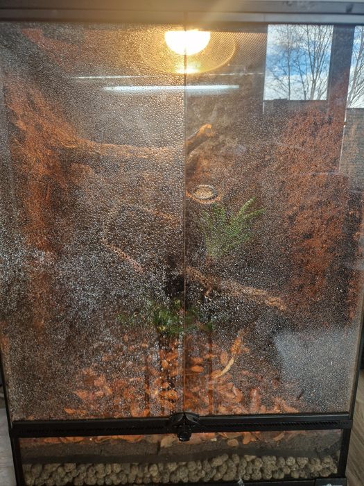 Terrarium dla gekona