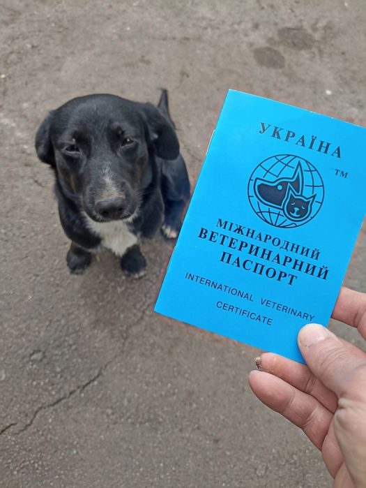 Невеличкий песик від  військових,10 кг