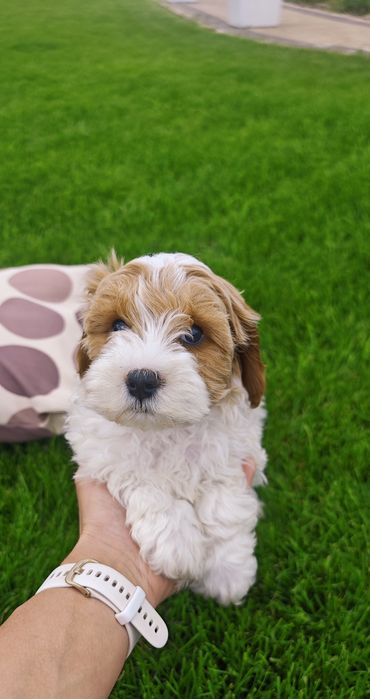 REZERWACJA**Cavapoo**cudowny piesek !