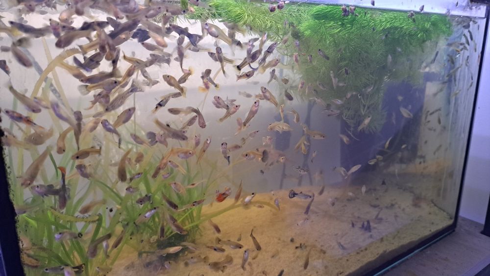 Gupik gupiki mix pakiet 30szt