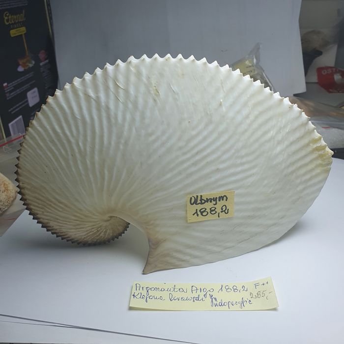 Muszla Argonaute argo OLBRZYM