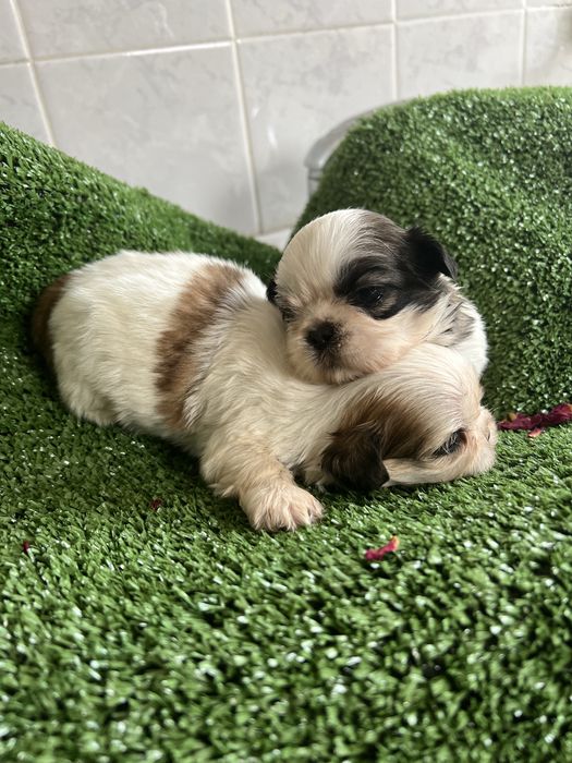 Shi-tzu.excelemte  femea pequenina