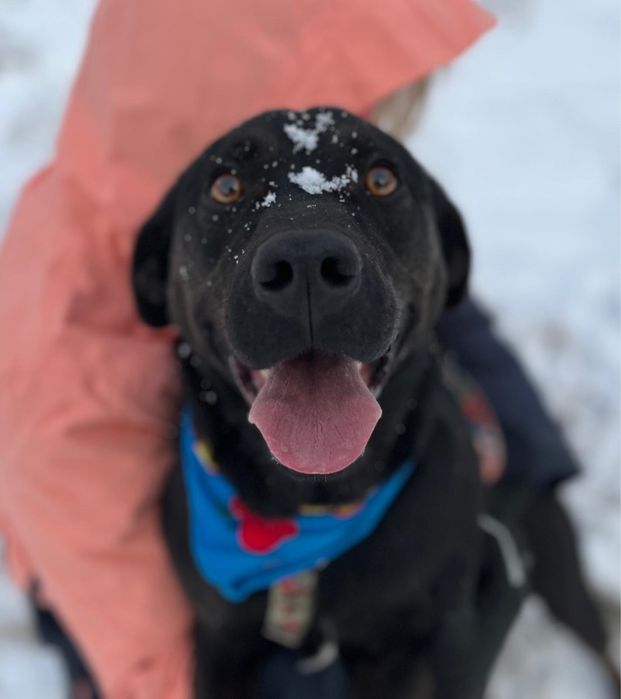 Wronka w typie labradora do adopcji ze schroniska