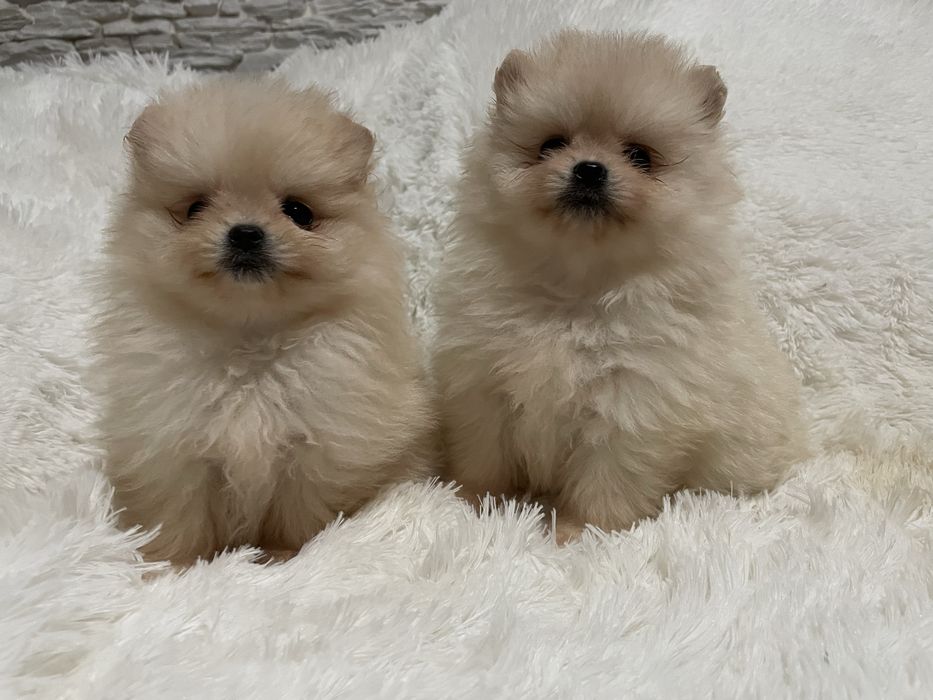 Pomeranian suczka mini