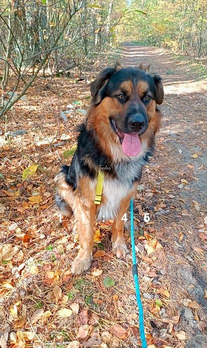 Oddam za darmo Owczarek Niemiecki