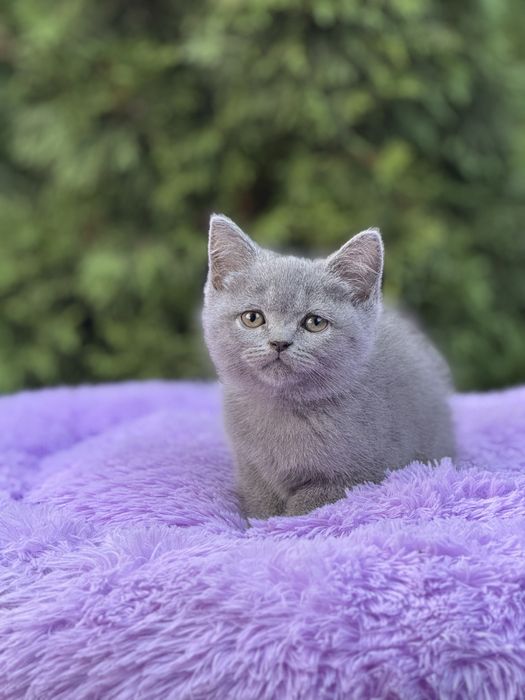 Шикарний плюшевий хлопчик