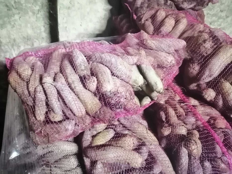 Buraki podłużne i okrągłe czerwone