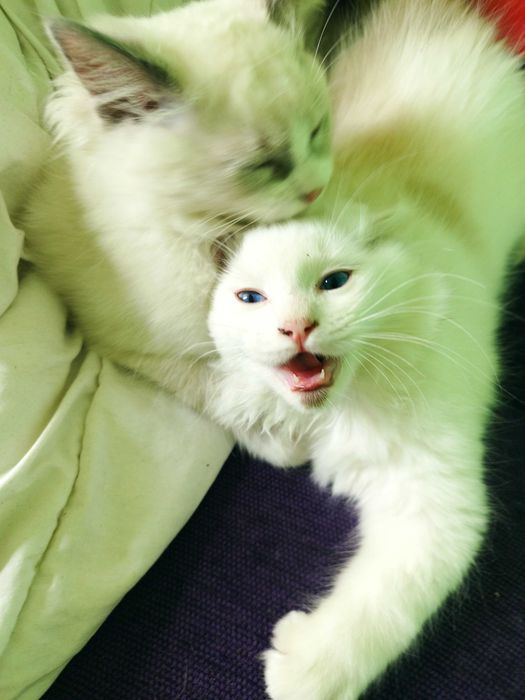 ragdoll na sprzedaż kocie