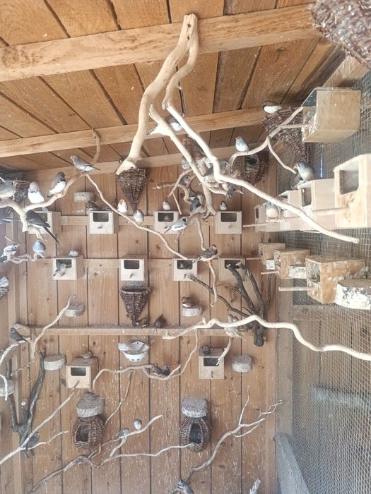 Sprzedam zeberki