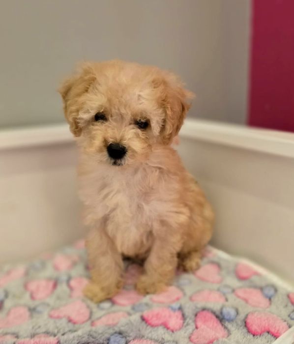 Piesek maltipoo!
