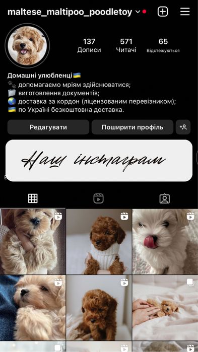 Poodle toy PREMIUM