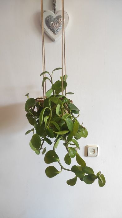 Пеперомія в кашпо