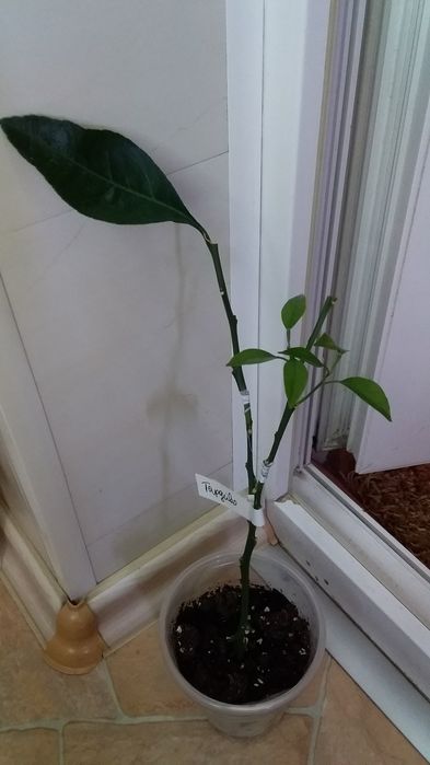 Цитрус дерево-сад 3 сорта - лимон мандарины