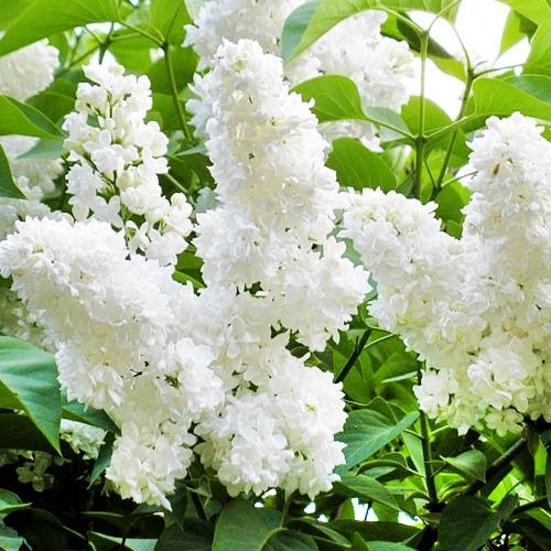 Продаю отростки белой сирени