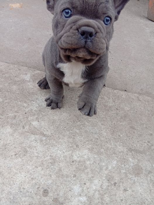 Buldog francuski piesek