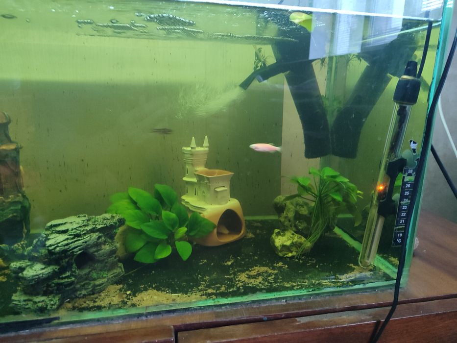 Аквариум с рыбками